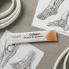 Osavi Collagen Peptides Joints & Bones en sachets – Soutien des os et articulations avec FORTIBONE® et vitamine C I TOP BODY